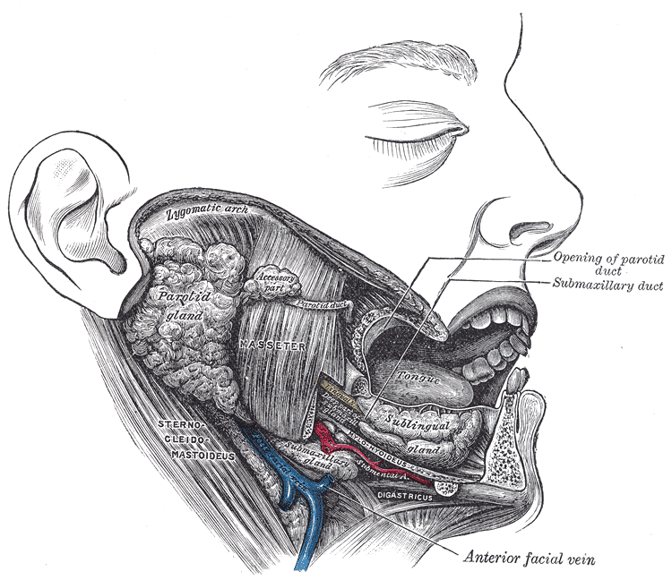 Side-profile dissection showing the masseter (jaw-closing muscle), parotid gland, submaxillary gland, and surrounding structures. Clenching and grinding load these muscles and the joint above; therapy addresses posture and muscle balance. — Gray’s Anatomy, 1918 (public domain)