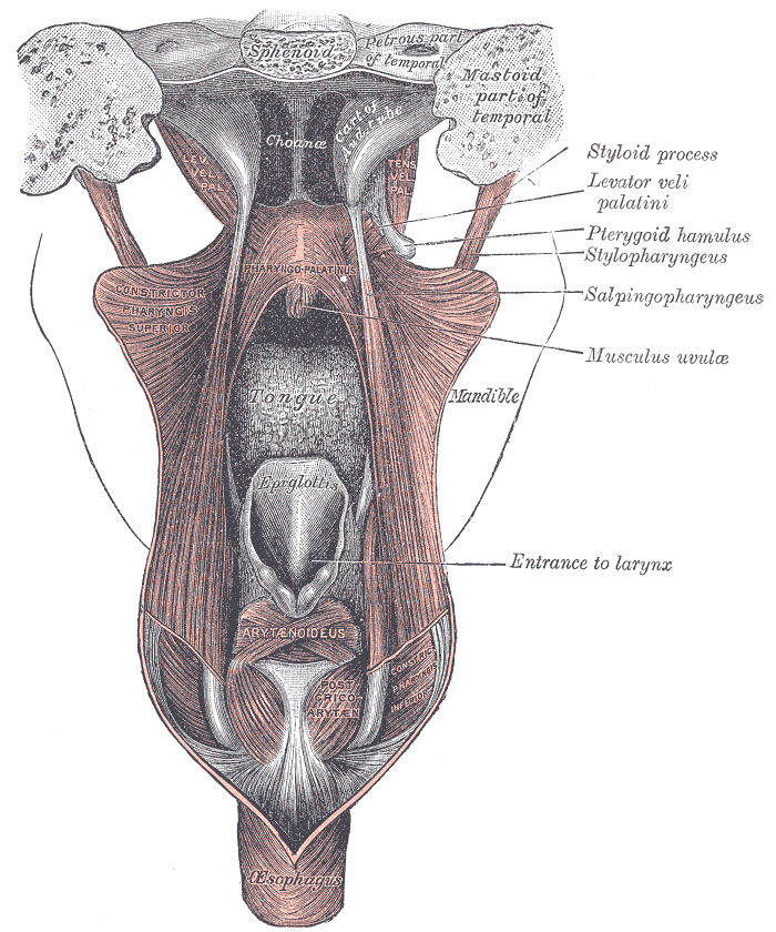 Posterior view of the muscles of the soft palate and the entrance to the larynx, with the tongue visible at the center. The epiglottis closes off the larynx during swallow to protect the airway — the exact coordination that breaks down in swallowing difficulties. — Gray’s Anatomy, 1918 (public domain)
