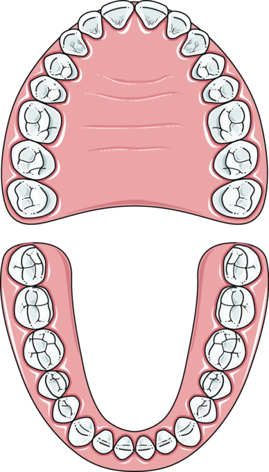 Top (maxillary) and bottom (mandibular) adult dental arches. The tongue resting in its proper position on the palate provides inward pressure; low tongue posture or mouth breathing removes that pressure and the teeth drift outward. — Servier Medical Art, CC BY 4.0